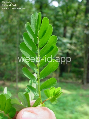 leafflower